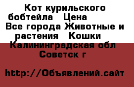 Кот курильского бобтейла › Цена ­ 5 000 - Все города Животные и растения » Кошки   . Калининградская обл.,Советск г.